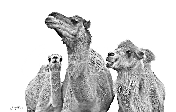 Copy L camels bw  IMG_9221