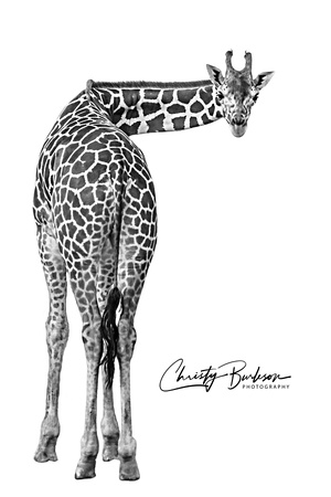 copy giraffe teeter  bw 997A0926 (1)