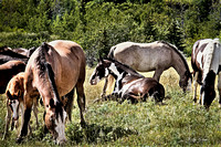copy high  Montana mares IMG_1783