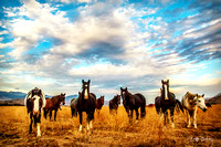 copy Hauser Bucking horses IMG_9441