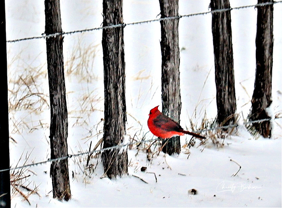 Red Cardinal snow 997A2321 (1)