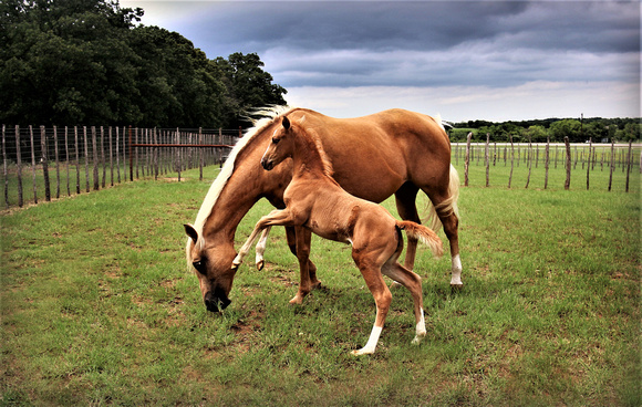 weatherford equine foals 766