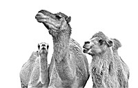 Brent Teeter camels bw  IMG_9221 (1) (1)