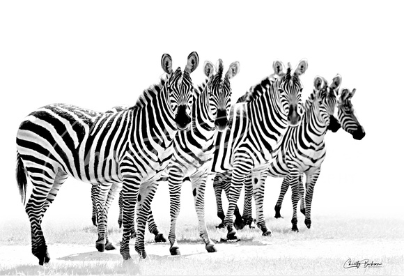 copy large Zebras   ed1 IMG_8602