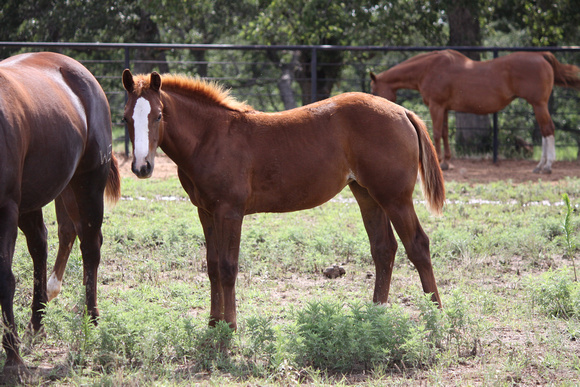 Weatherford equine  Carl smith 2776