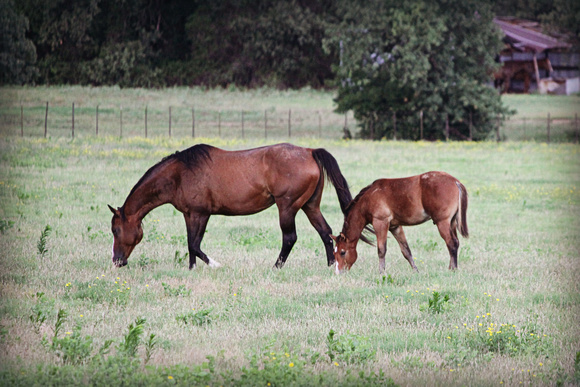 Weatherford equine  Carl smith 2844