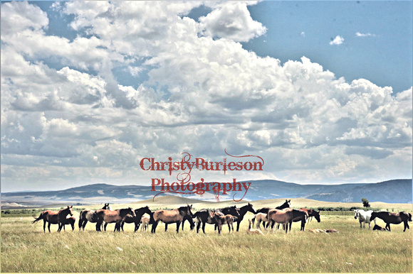 copy Wyoming mares IMG_5212