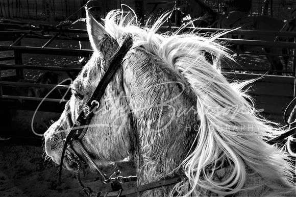 winter rope horse IMG_2676