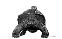 copy large tortise bw 997A1153