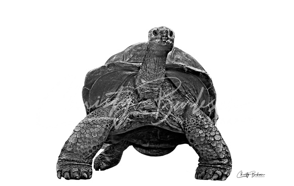 copy large tortise bw 997A1153