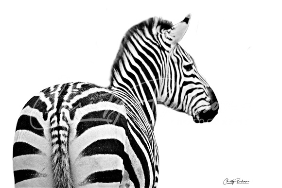 Copy Zebra IMG_1849