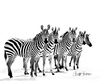 copy small Zebras   ed1 IMG_8602 (1) (1)