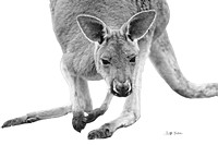Copy Kangaroo  bw IMG_9145