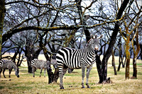 Brent Teeter  Zebra IMG_1826