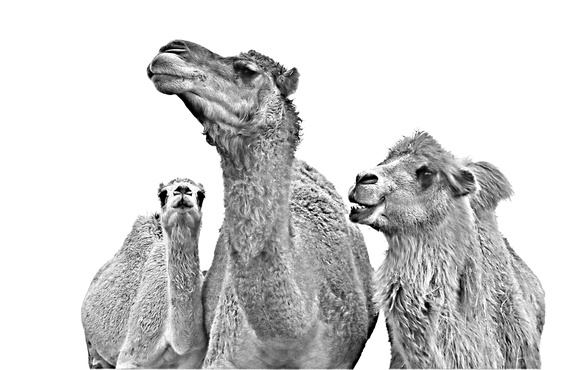 Brent Teeter camels bw  IMG_9221 (1) (1)