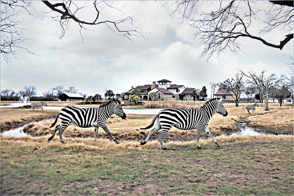 Brents Teeters zebras IMG_1934 (1)