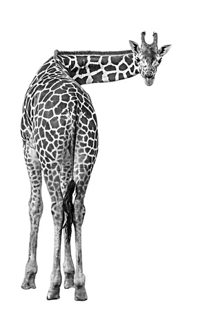 bw giraffe teeter 997A0926 (1)