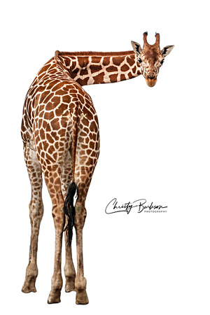 copy color Giraffe teeter 997A0926 (1)